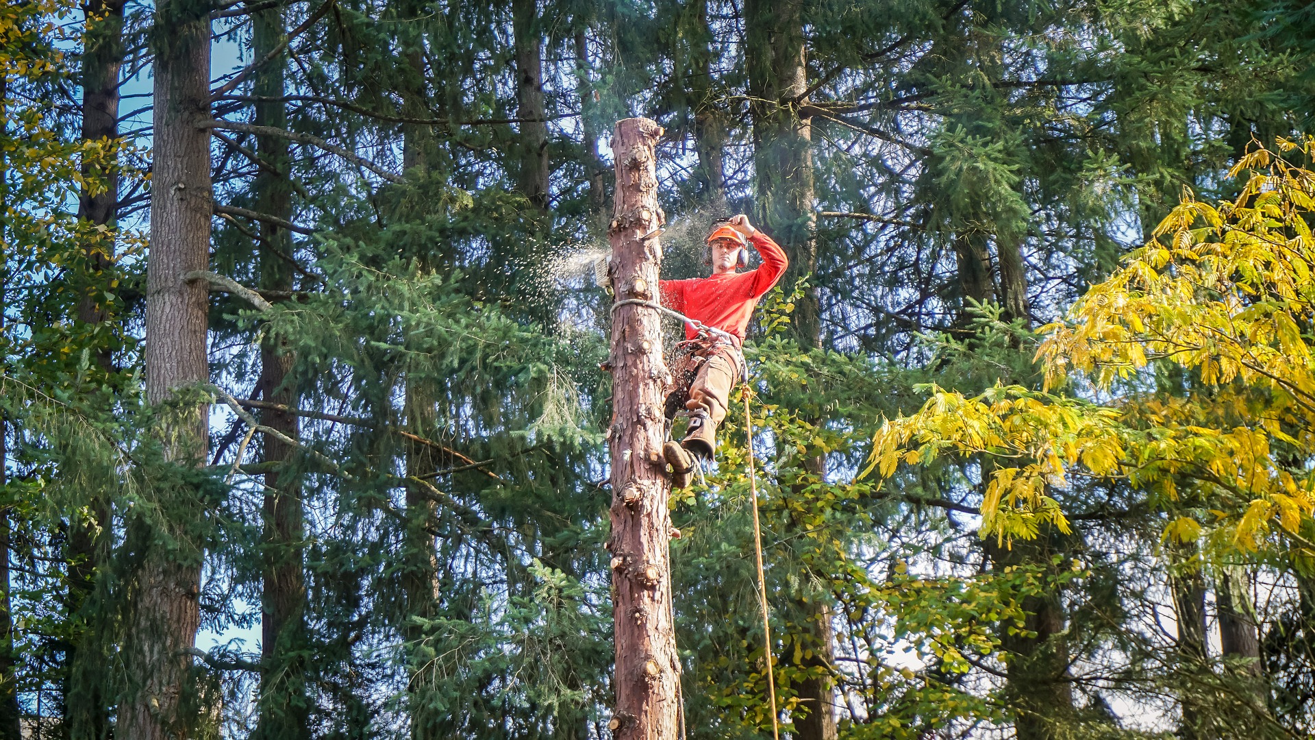 élagueur, abattre un arbre, élagage, abattage, entretien, nettoyage jardin