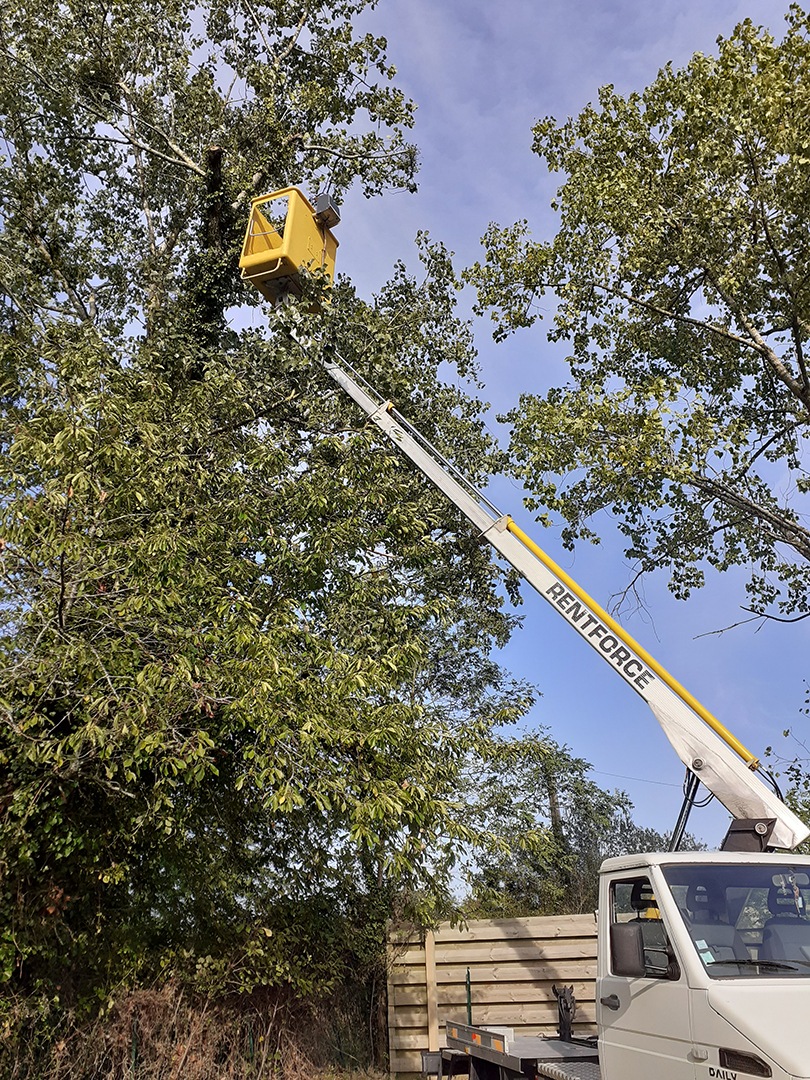 Élagage d'un arbre avec une nacelle élagueur, abattre un arbre, élagage, abattage, entretien