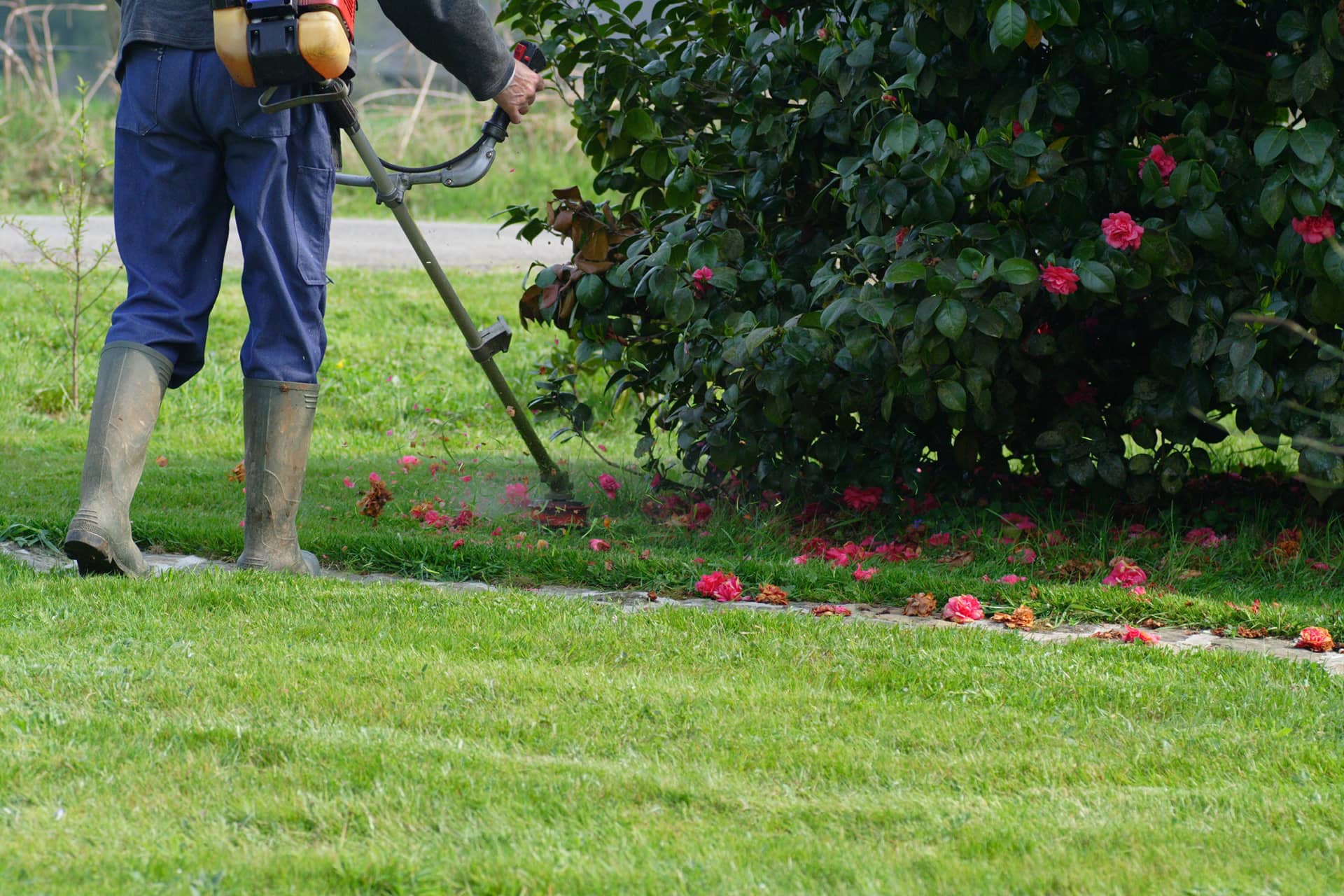 Débroussaillage d'herbes sous un arbre élagueur, abattre un arbre, élagage, abattage, entretien